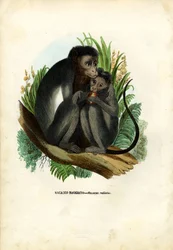 Singe bonnet, 1863-79